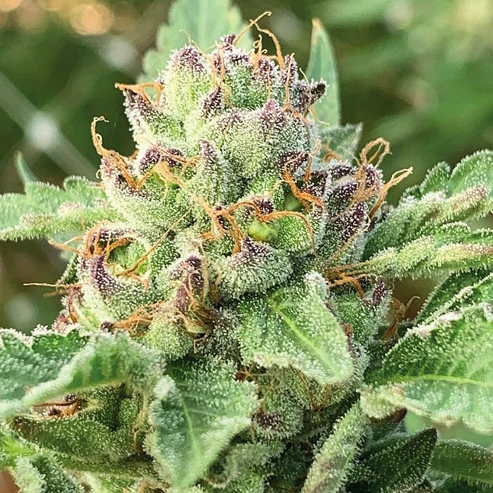 Apple Blossom by Humboldt Seed Company