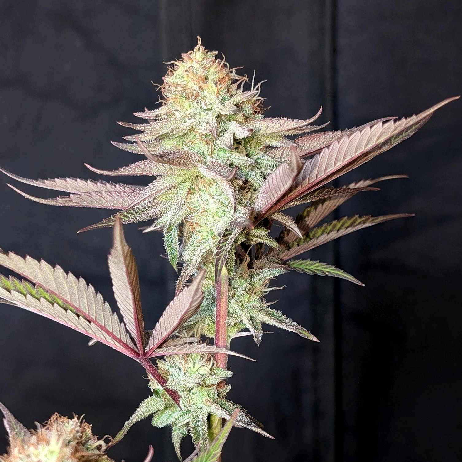 Blueberry Cupcake by Humboldt Seed Company