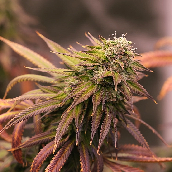 Dirty Mimosa by Dirty Bird Genetics