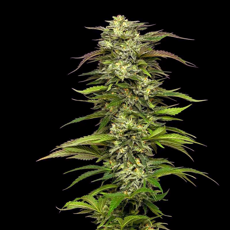 Dream Queen by Humboldt Seed Company