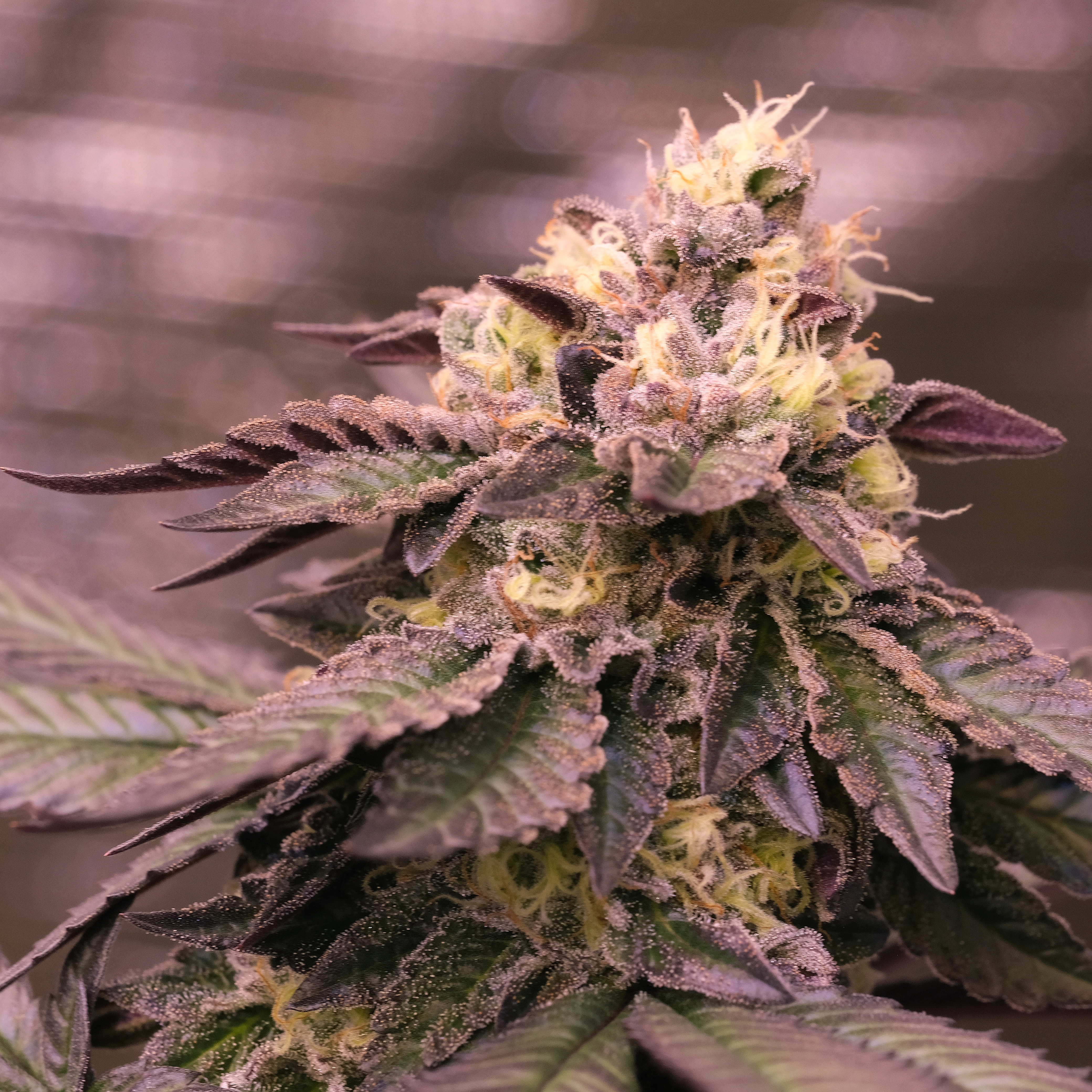 Girl Crush by Twenty20 Mendocino