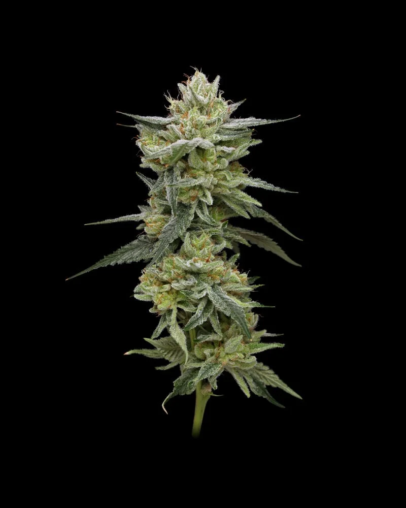 How to Grow Hella Jelly: 45-Day Sativa in an Indica Frame