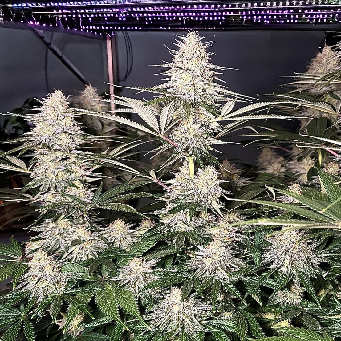 Sour Lime Haze by Dirty Bird Genetics